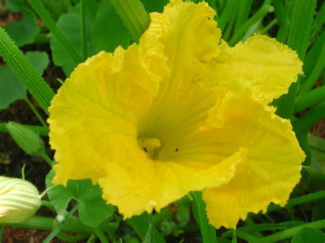 Male Flower Of Squash Nature Photo Gallery