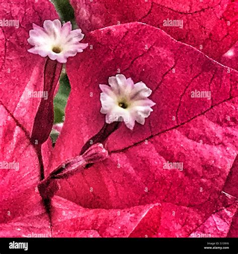 Bougainvillea Bracts Flowers And Bud Stock Photo Alamy