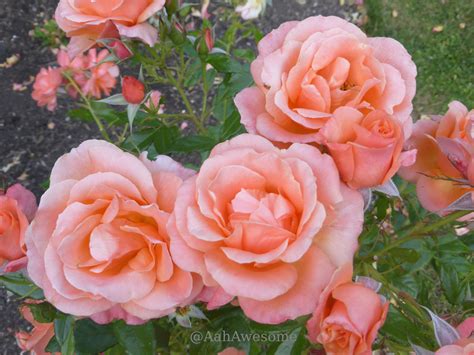 Salmon Pink Roses In England Rose Pink Roses Flowers