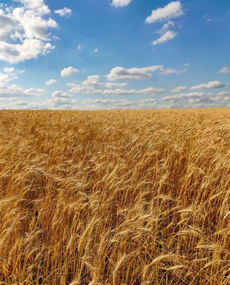 Golden Yellow Wheat Field Under Blue Cloudy Sky On A Sunny Summer Day