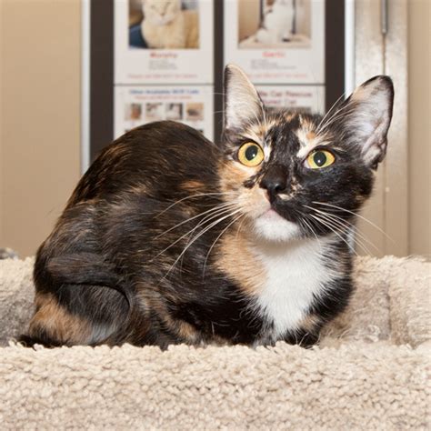 It also allows the pet to get used to home life and. 301 Moved Permanently