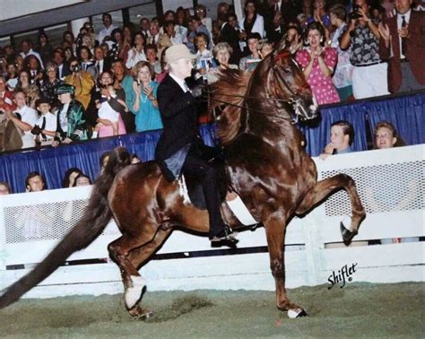 imperator  don harris   pass peris retirement  louisville saddlebred