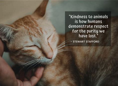 Stewart Staffords Kindness To Animals Quote Kindness To Animals