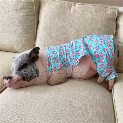Pig Pajamas Mini Pig Clothes Etsy