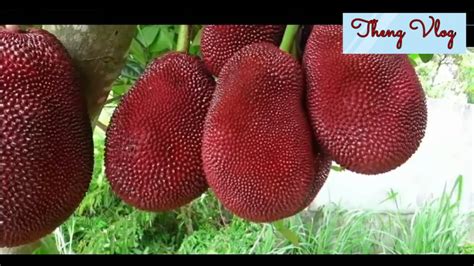 Kakaibang Langka Red Jackfruit Youtube