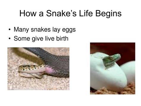 Ppt The Life Cycle Of A Snake Powerpoint Presentation Free Download