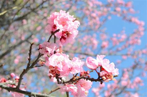 Những Hình Ảnh Hoa Đào Nở Đẹp Trong Ngày Tết Beauty Of Cherry