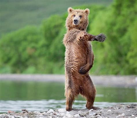 Funny Animals Dancing New Pictures And Images All Funny