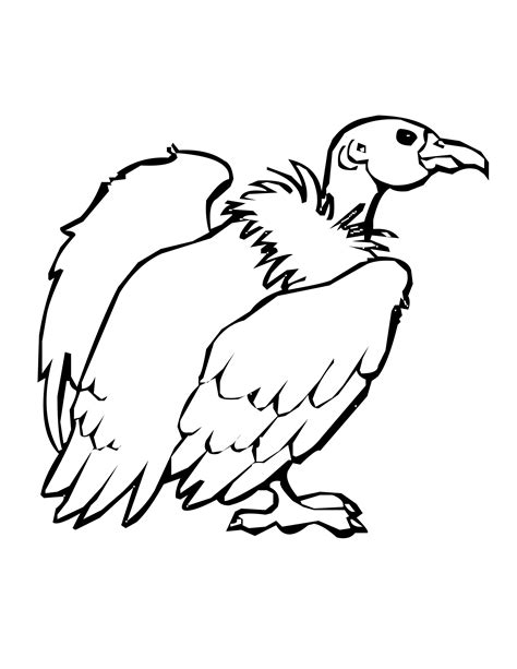 Vulture Coloring Pages Download And Print For Free