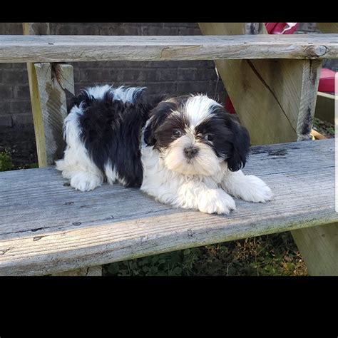 You will find shih tzu dogs for adoption and puppies for sale under the listings here. Shih Tzu Puppies For Sale | Wilmington, NC #286595