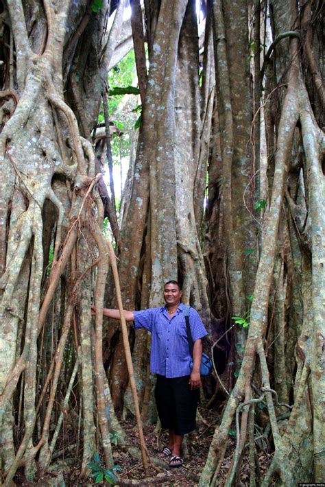 Ovava Giant Fig Tree On Eua Island Geographic Media