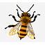Bee Png Clipart  Realistic Clip Art Free Transparent PNG