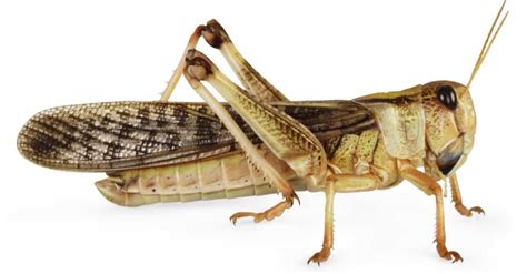 Locust Insect Facts Az Animals