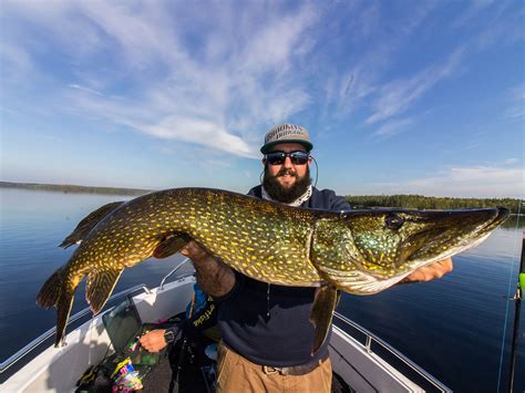 Muskie vs pike, what the heck is the difference? Muskie vs. Pike: All You Need to Know