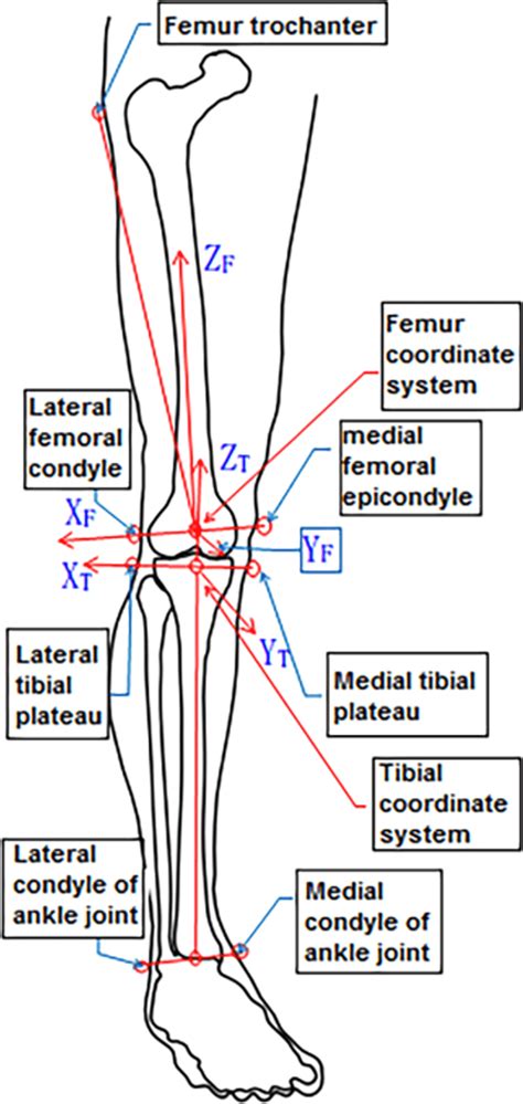 Knee Joint Femur And Tibia Local Coordinate Systemnote Xf Yf Zf