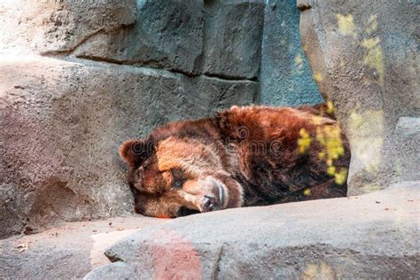 Grizzly Bear Sleeping In A Cave At The John Ball Zoo Stock Image