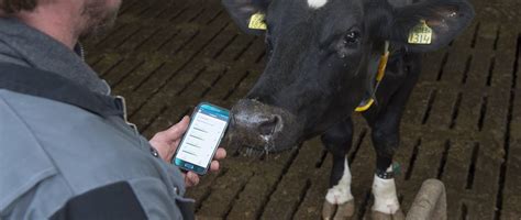 Cow Data Management Cattle Management Software Nedap