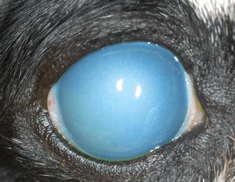 Corneal Edema How To Approach A Blue Eye Todays Veterinary Practice