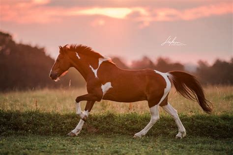 Sonnenuntergang Schecke Pferd Bilder Foto Fotografie