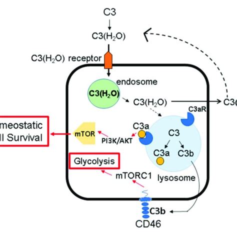 Intracellular C3 And Cd46 Drive Cell Metabolism And Survival