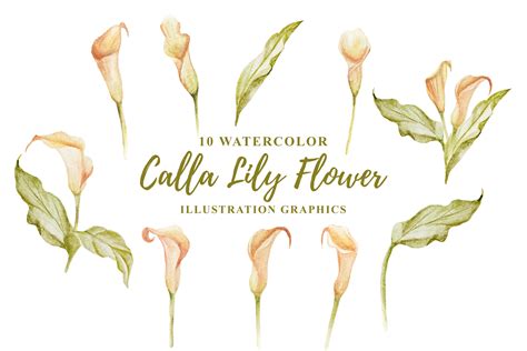 10 Watercolor Calla Lily Flower Graphic By Ian Mikraz Creative Fabrica