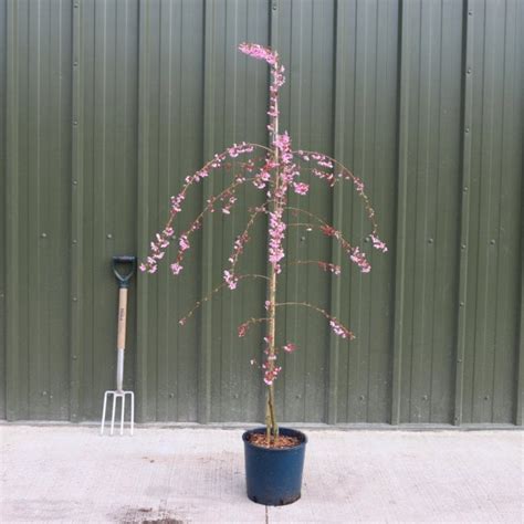 Prunus Pink Cascade Buy Pink Flowering Weeping Cherry Trees