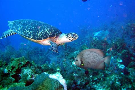 1000 Images About Turtles In The Wild On Pinterest