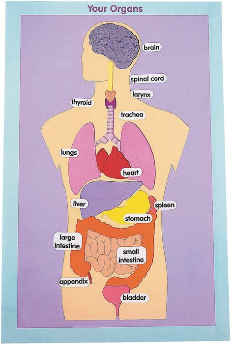 Liver Diagram For Kids Kids Health Topics The Liver Heres One That