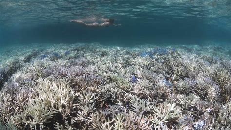 Coral Reefs And Climate Change An Expert Overview
