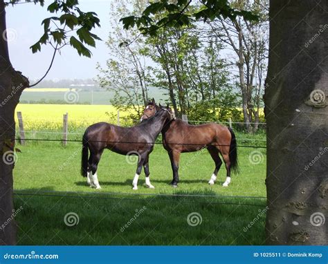 Horses In Love Stock Image Image Of Fascinating Grass 1025511