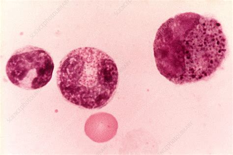 Myelocyte Basophil Lm Stock Image C0504189 Science Photo Library