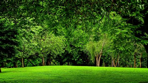 Hd Nature Background Background Green Hd Nature Tree Nature
