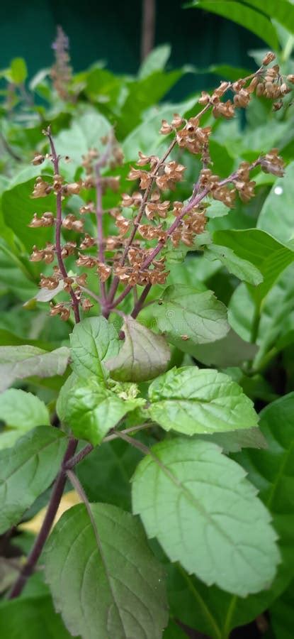 Tulsi Plant It Is Very Useful Stock Photo Image Of Herb Flower