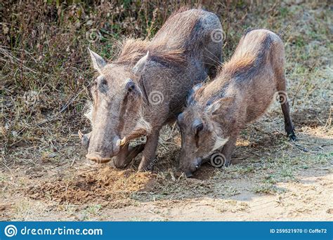 Common Warthog Or Phacochoerus Africanus Digging For Food Stock Photo