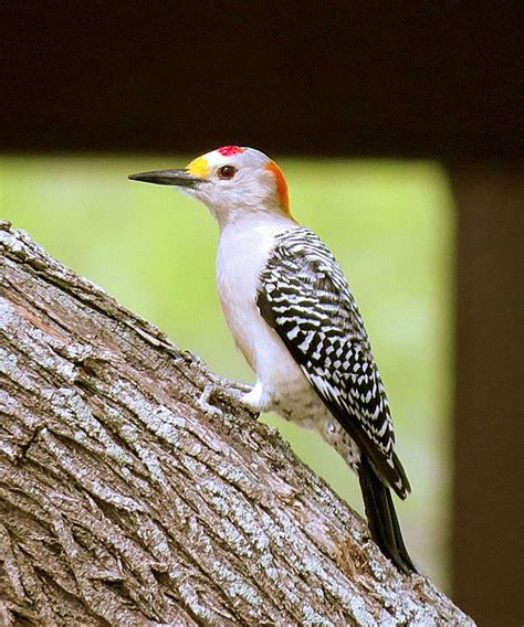 Texas Woodpeckers Where They Live And How To Id Them Birdinglocations