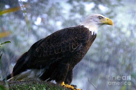 Wildlifesouthern Bald Eagle In The Rain Photograph By Randy Matthews