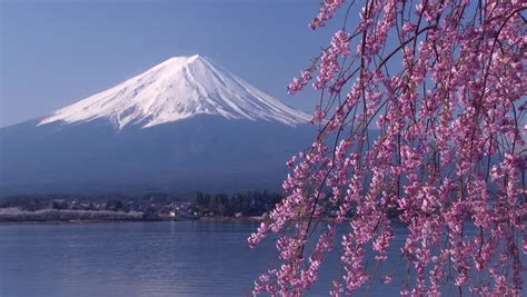 Beautiful Cherry Blossoms With Mount Fuji Japan Stock Footage Video