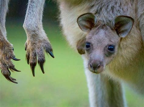 Nature And Wildlife Victoria Australia