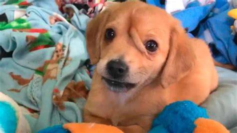 Narwhal El Cachorrito ‘unicornio Con Una Segunda Cola En Su Frente