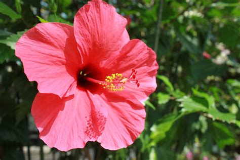 Flowers Summer · Free Photo On Pixabay