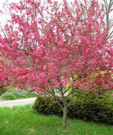 Prairie Fire Crabapple Tree Uniquely Colored Magenta Blossoms In Spr