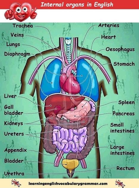 Internal Organs Of The Human Body List Pdf Learn Basic English
