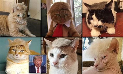 Fake Mews Cat Owners Entertain Themselves By Transforming Their Pets