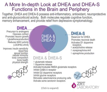 Dhea And Dheas Dhea Hormone Therapy Cortisol