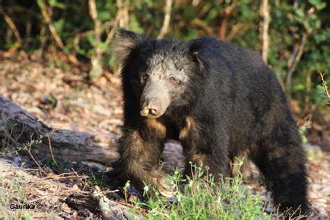 Sri Lankan Sloth Bear Bear Conservation