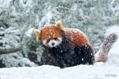 Winter Of Red Panda Red Panda Animal Photography Animals