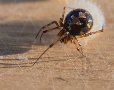 Cobweb Spiders Spiderspotter