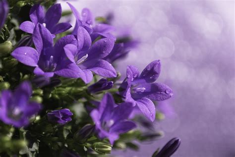 Online Crop Purple Flowers With Green Leaves Hd Wallpaper Wallpaper