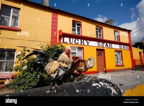 Ireland County Galway Aran Islands Inishmore Kilronan Rooster In Front