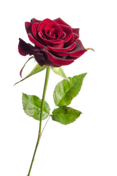 Best Long Stem Red Rose Stock Photos Pictures And Royalty Free Images